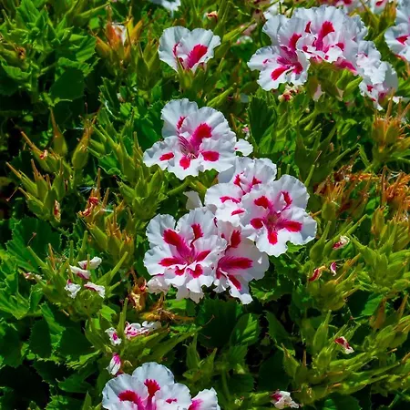 Holidays Apartament *